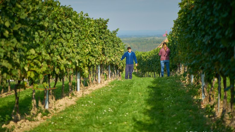 Vineyard inspection, © Philipp Monihart Vineyard inspection, © Philipp Monihart