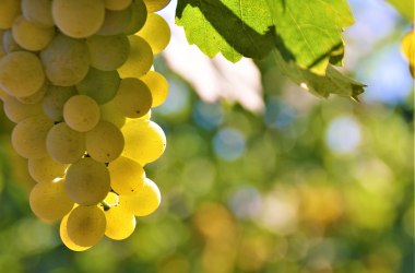 Wein, © Stadtmarketing Krems Wein, © Stadtmarketing Krems