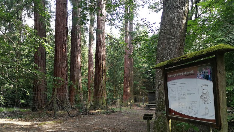Redwood trees in Paudorf, © Roman Zöchlinger Redwood trees in a wooded area with an information sign in the foreground.