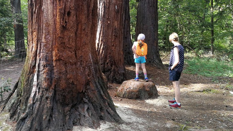 Redwood trees in Paudorf, © Roman Zöchlinger Two people are standing in front of huge redwood trees in the forest.