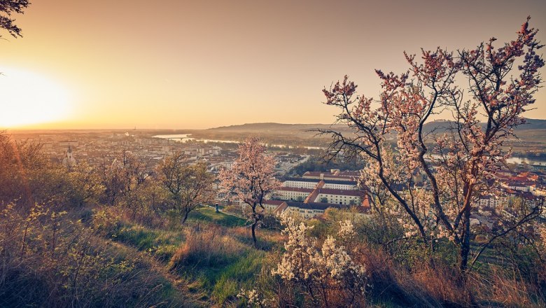 Marillenblüte - Krems Wachau, © Niederösterreich Werbung/ Andreas Hofer Marillenblüte - Krems Wachau, © Niederösterreich Werbung/ Andreas Hofer
