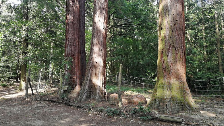 Redwood trees in Paudorf, © Roman Zöchlinger Three large sequoia trees behind a fence in the Paudorf forest.