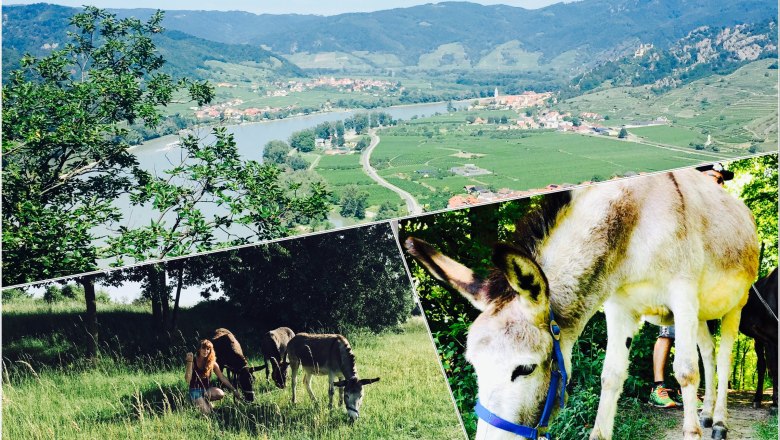 Donkey hike collage, © Stefanie Putzgruber Donkey hike collage, © Stefanie Putzgruber
