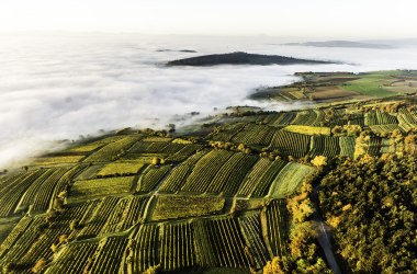 Weinregion Traisental , © pov.at Weinregion Traisental , © pov.at