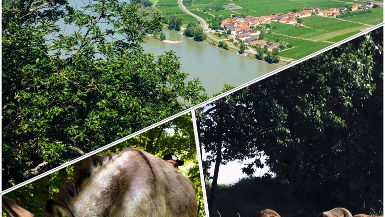 Flyer donkey hike, © Stefanie Putzgruber Flyer donkey hike, © Stefanie Putzgruber