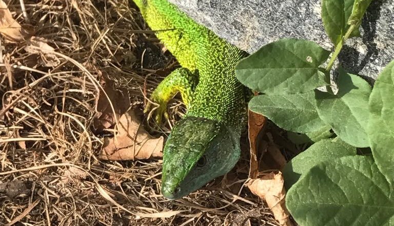 Emerald lizard, © Yukon-Wachau Safari Emerald lizard, © Yukon-Wachau Safari