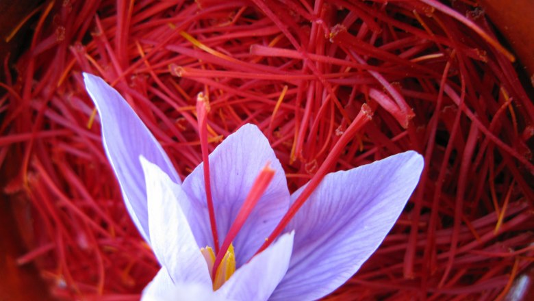 Safranblüte, © Wachauer Safran/Bernhard Kaar Safranblüte, © Wachauer Safran/Bernhard Kaar