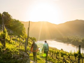Vineyards, &copy; Wachau-Nibelungengau-Kremstal