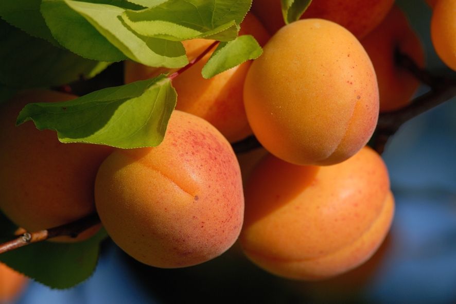 Nahaufnahme von reifen, orangefarbenen Marillen an einem Baum mit grünen Blättern.