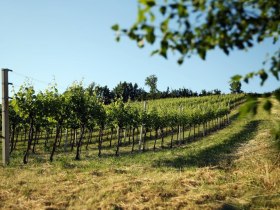 Traisental wine landscapes near W&uuml;rmla, &copy; weinfranz.at
