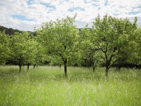 Jauerling, &copy; Wachau-Nibelungengau-Kremstal