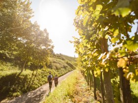 Hiking through the vineyards, &copy; Wachau-Nibelungengau-Kremstal