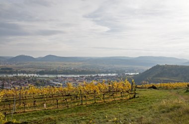 Weingartenführung, © Weingartenführung