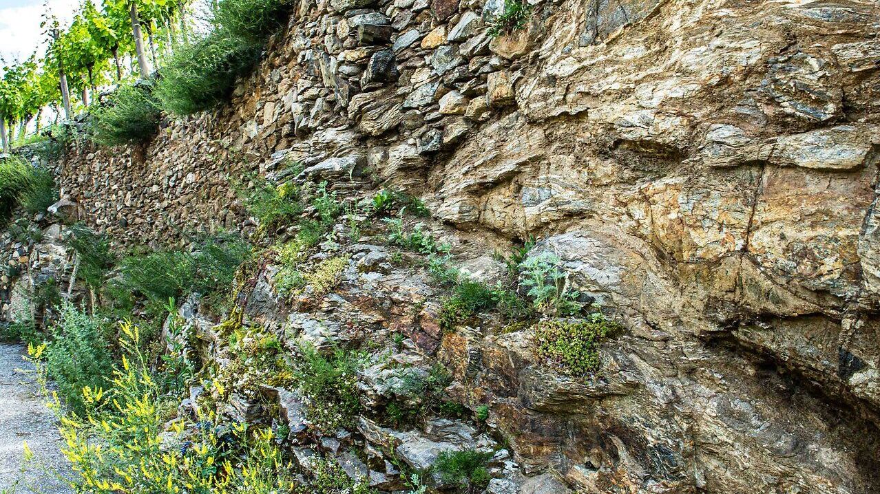 Terrassierter Weingarten mit Rebstöcken und traditionellen Trockensteinmauern an einem steilen Hang.