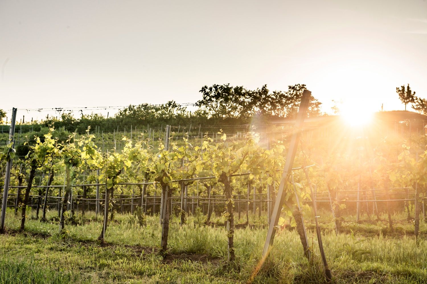 Weinrieden im Kremstal