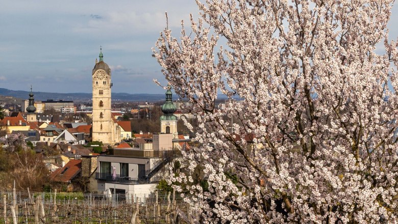 Stein umgeben von der Marillenbl&uuml;te im Fr&uuml;hling, &copy; Klaus Brenner