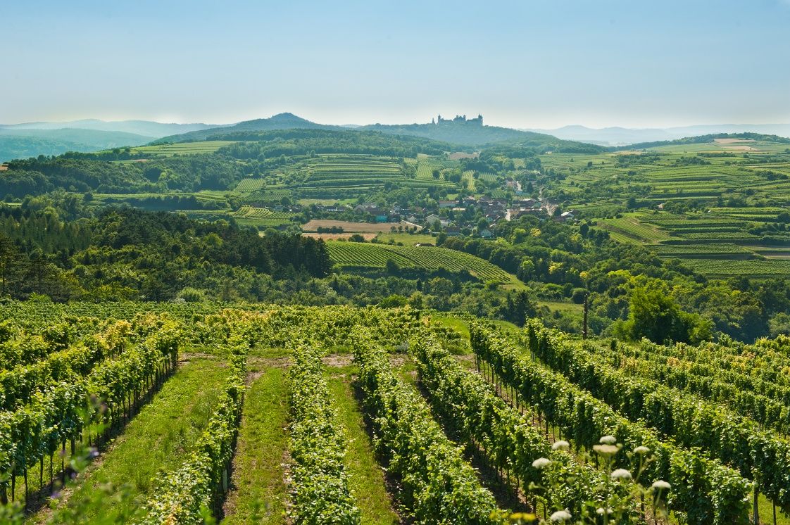 Blick von den Weinrieden in Krustetten auf das Stift Göttweig