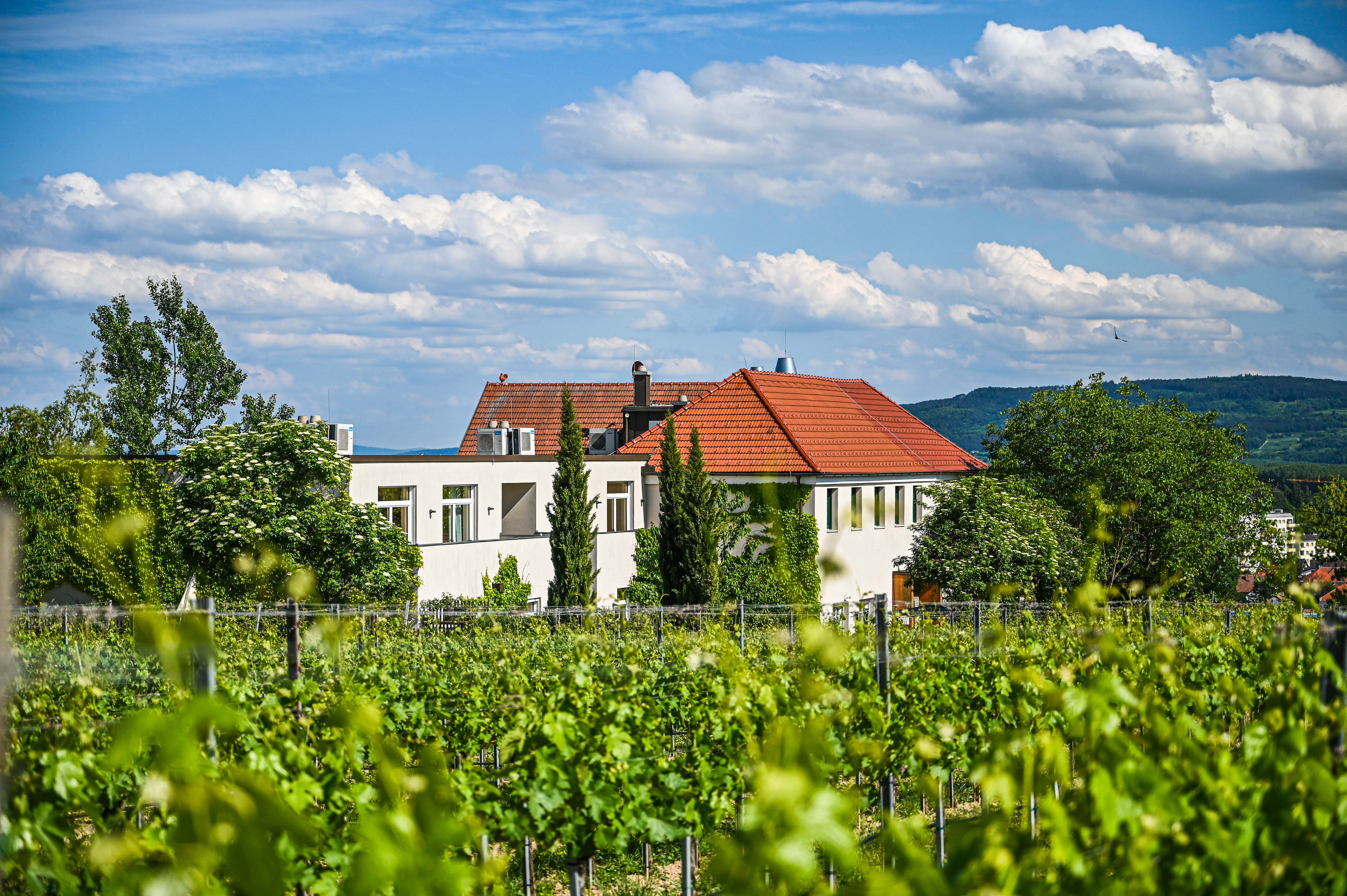 Blick auf Weingärten & Gasthof