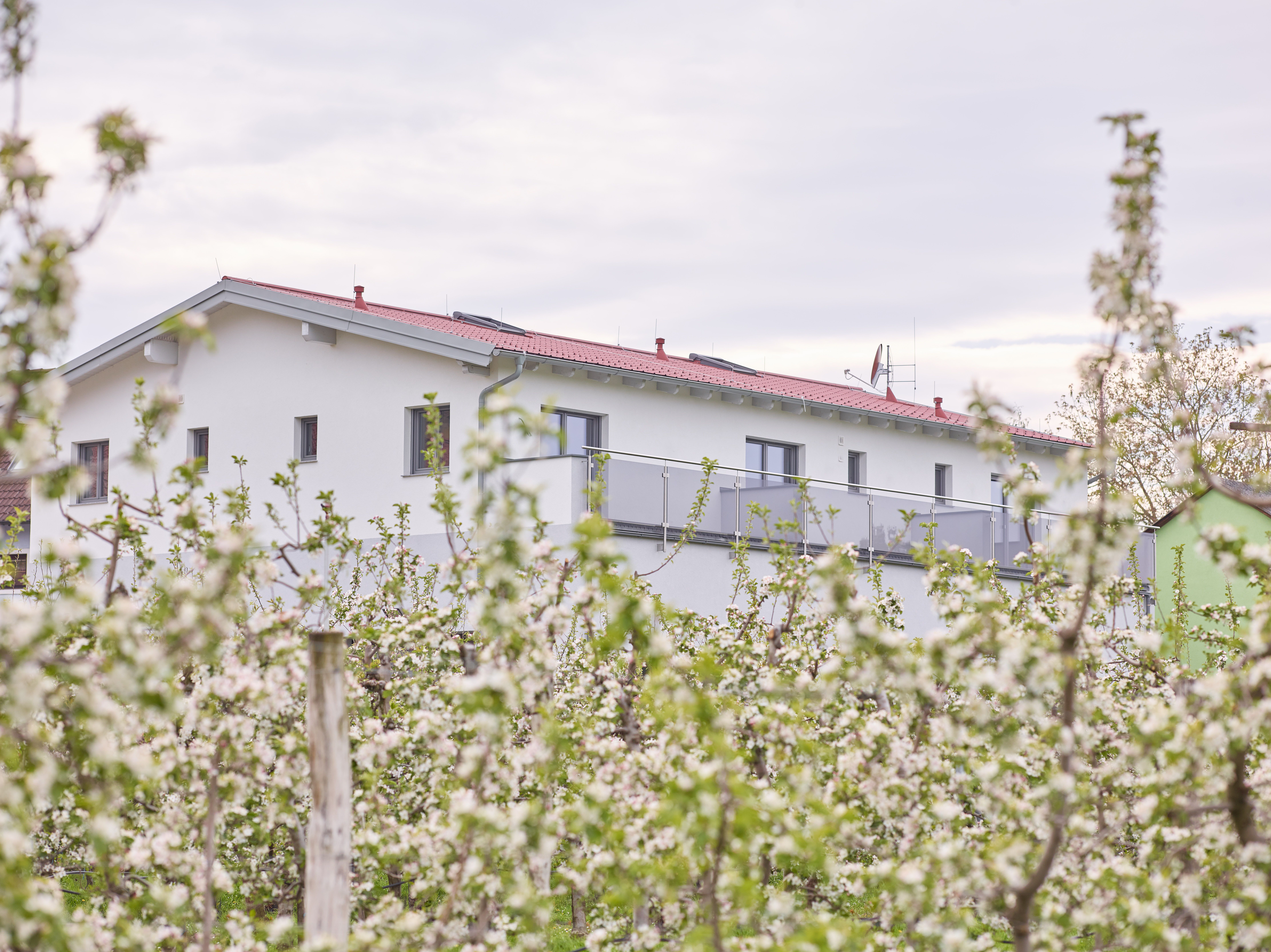 Blühende Marillenbäume vor einem modernen Gebäude mit rotem Dach.