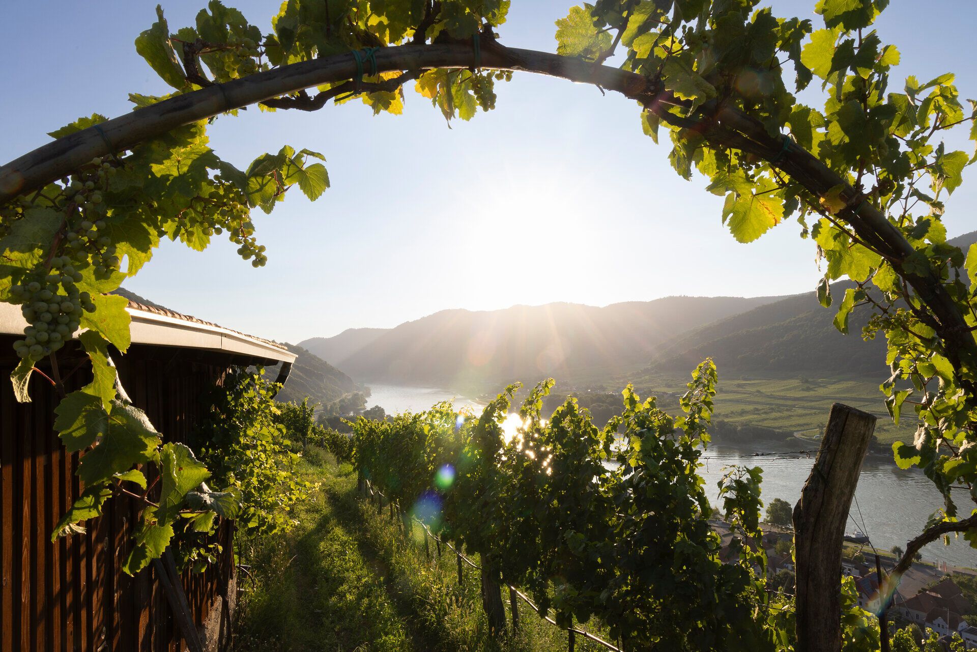 Blick auf die Donau mit grünen Weinreben