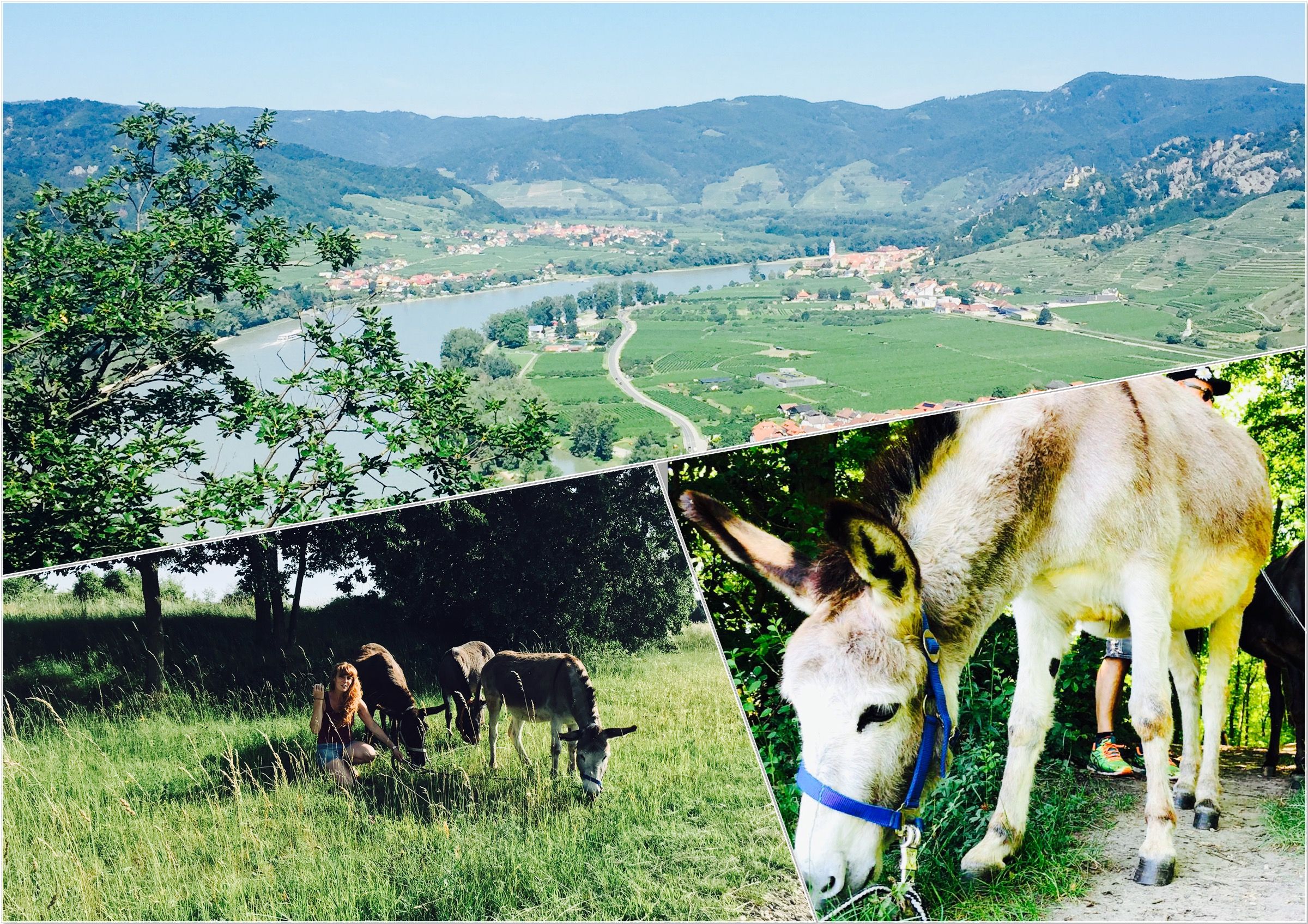 Eselwanderung Collage