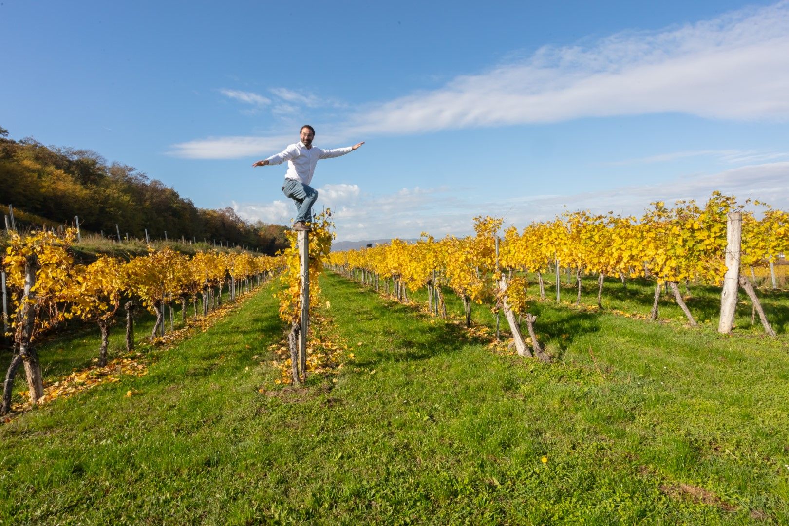 Weingut Tanzer