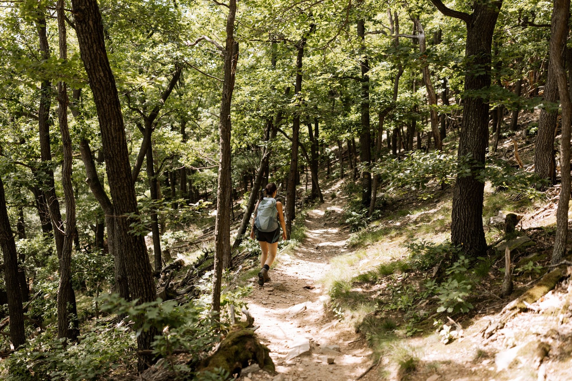 durch den Wald