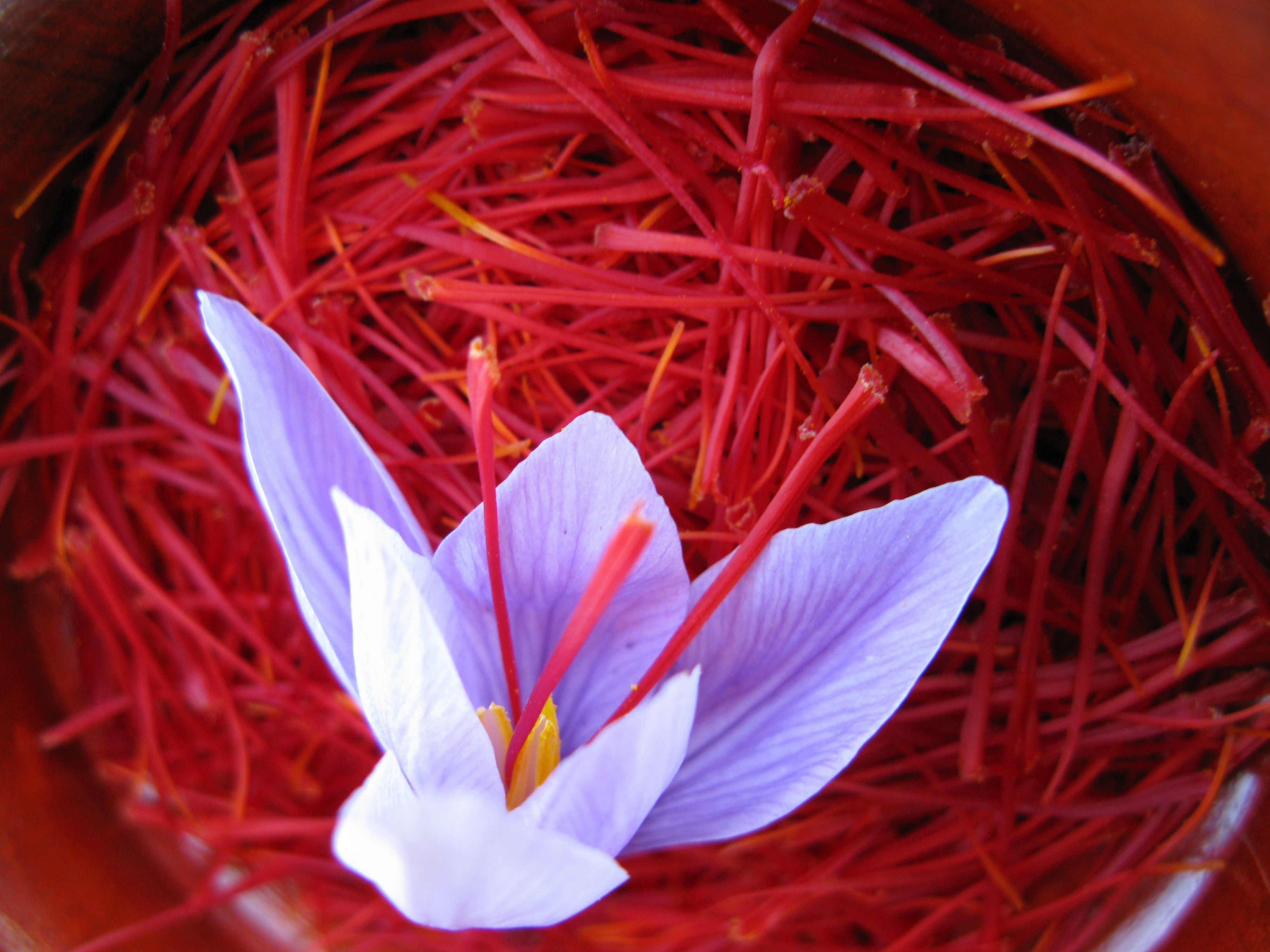 Safranblüte