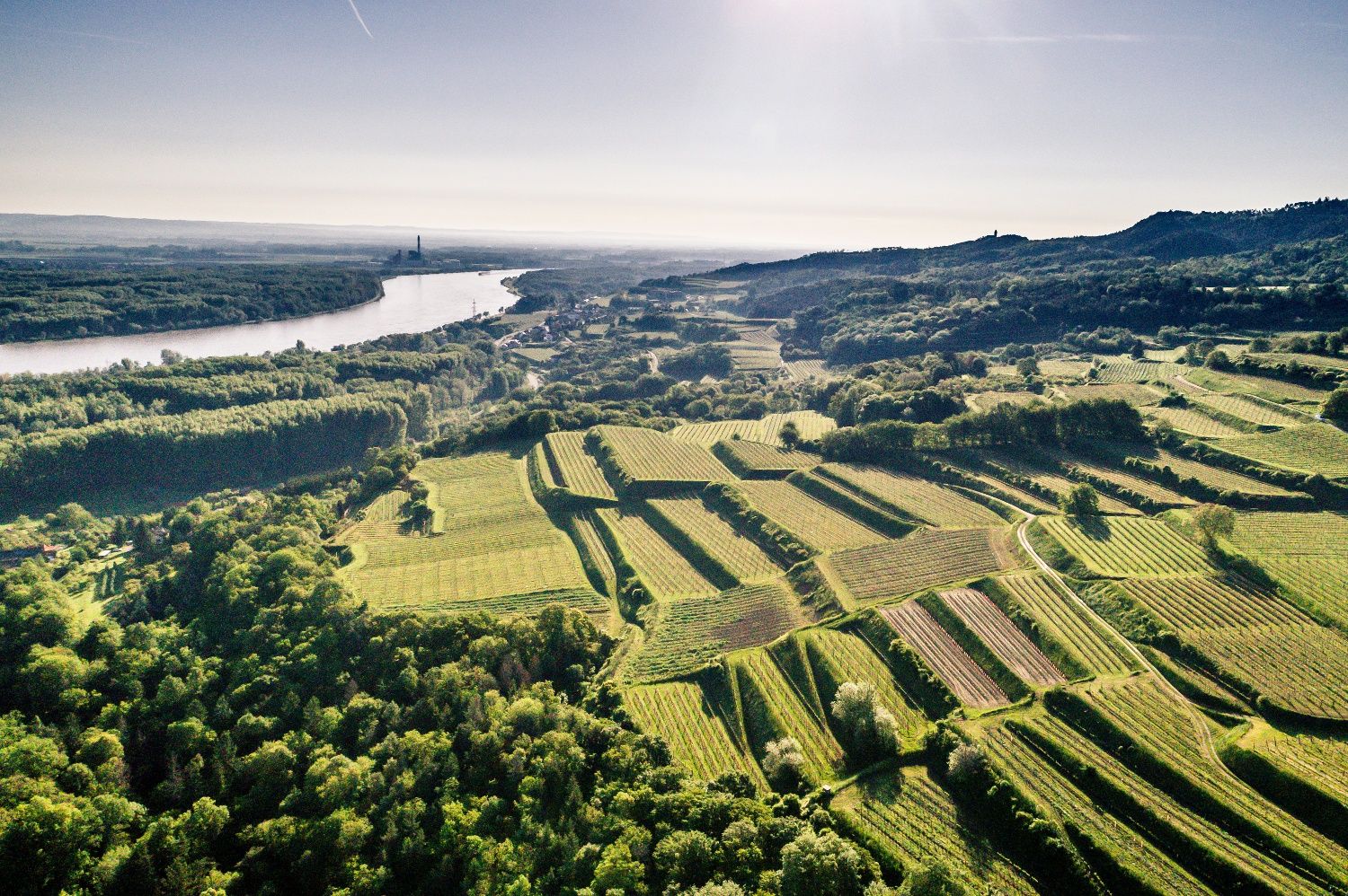 Weinrieden bei Krustetten im Kremstal
