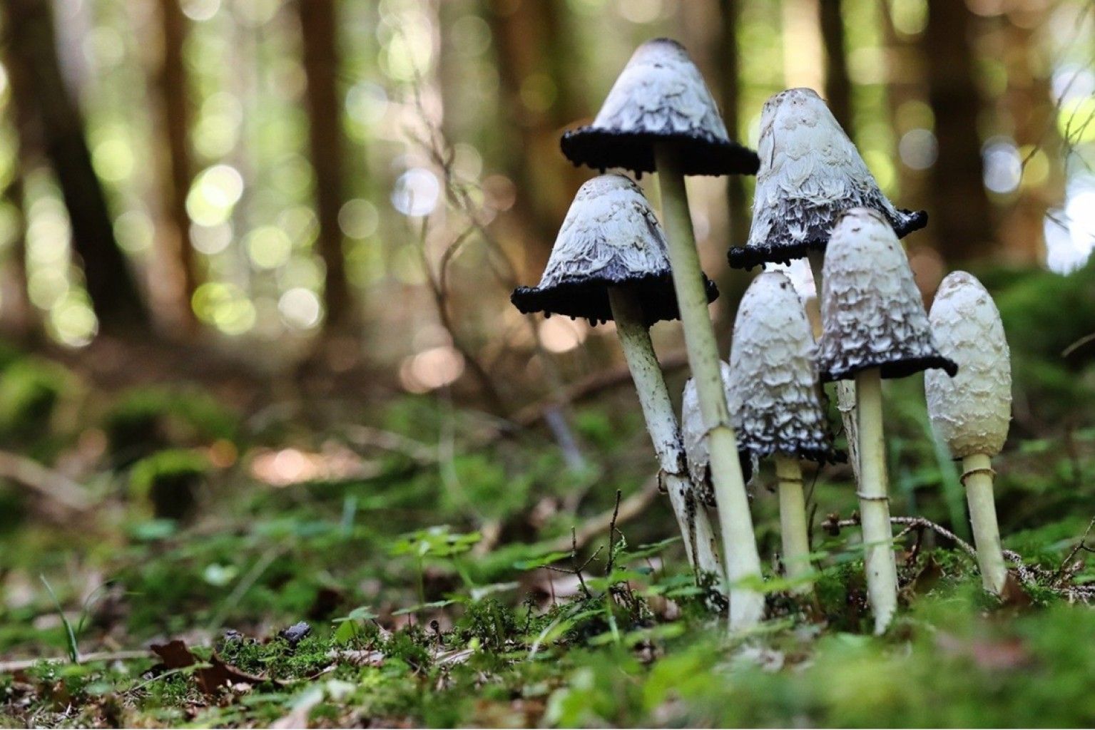 Beispielbild Pilze