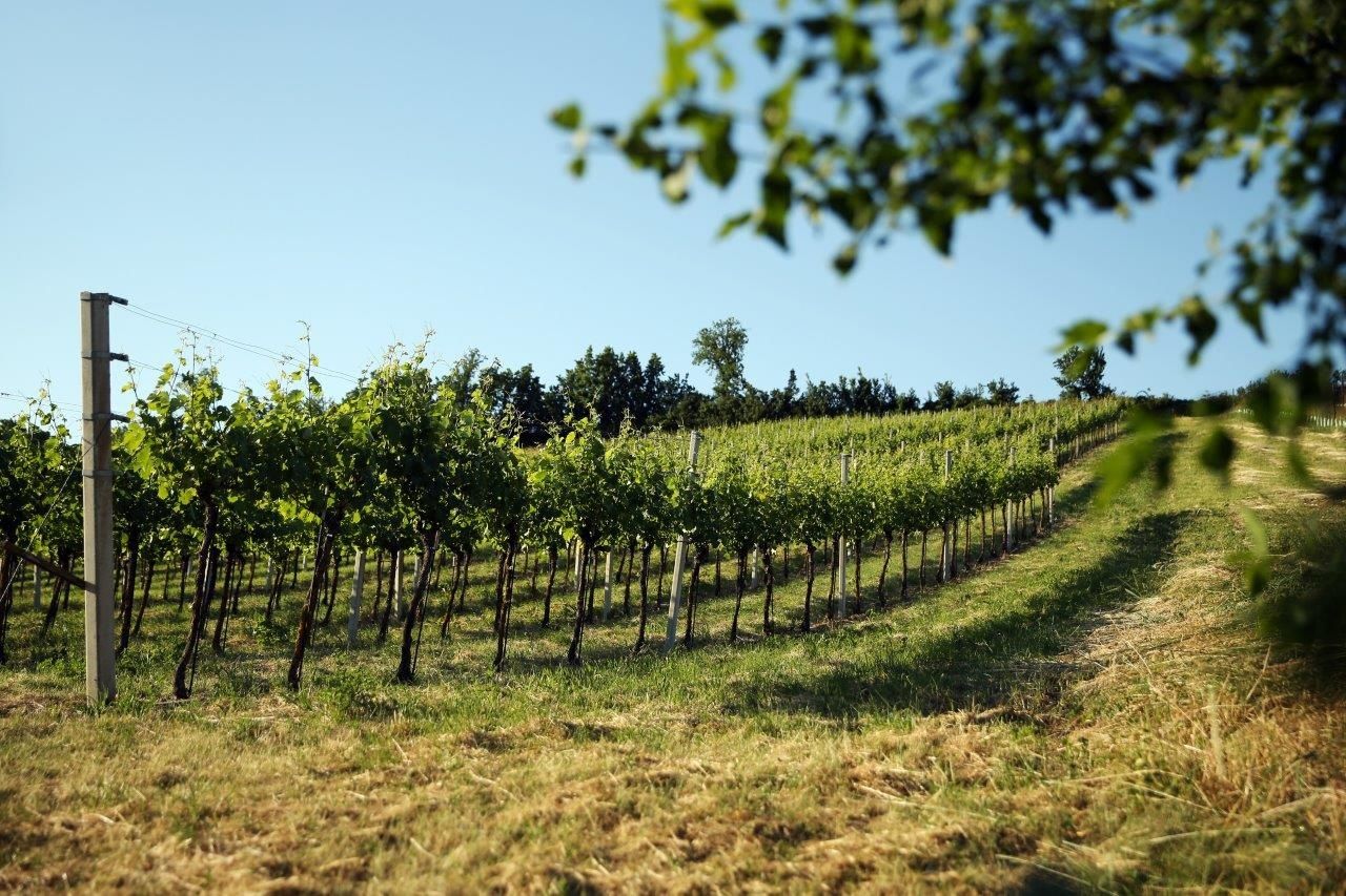 Traisentaler Weinlandschaften bei Würmla