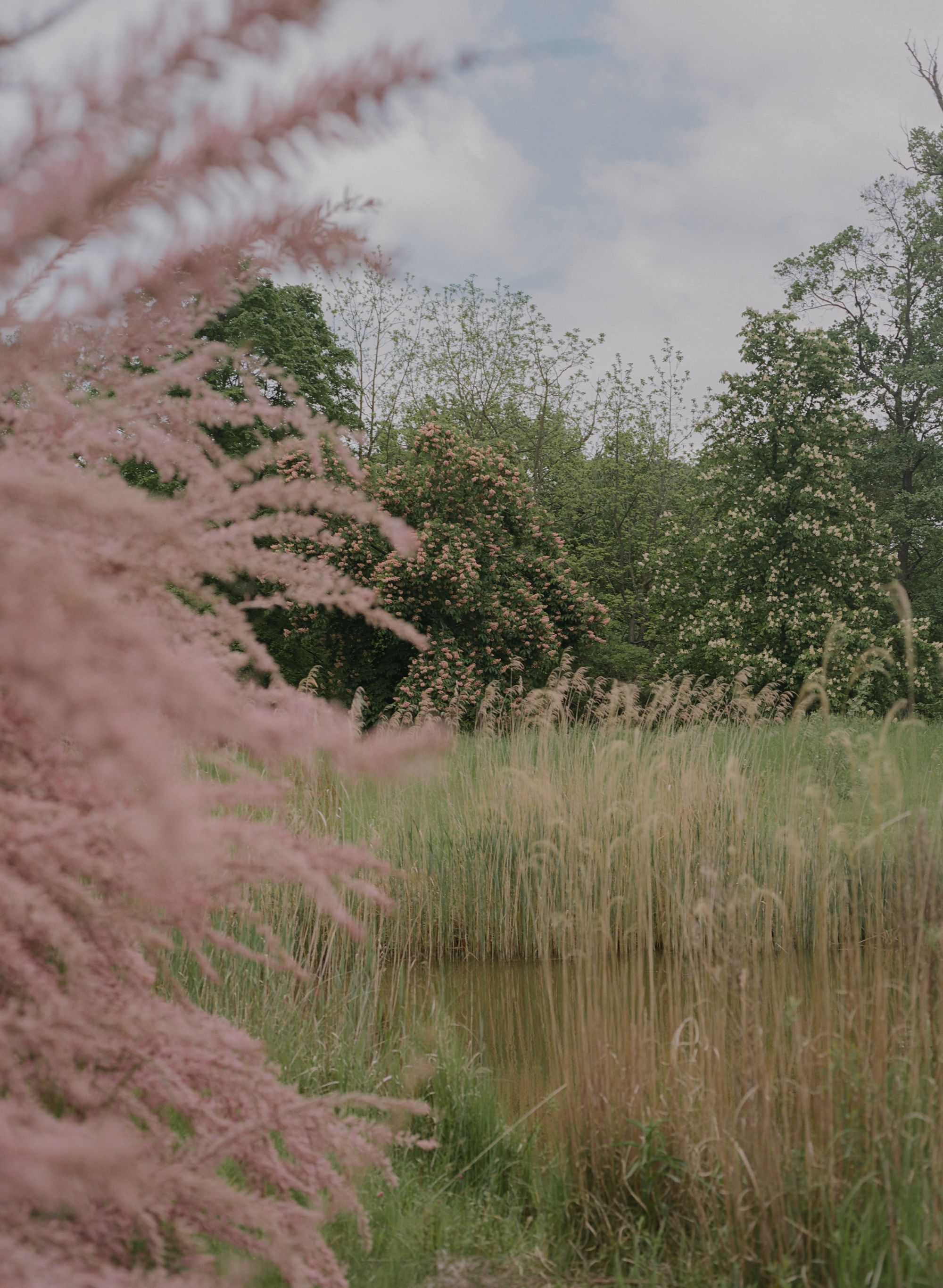 Ein idyllischer Schlosspark mit rosa blühenden Büschen und grünen Bäumen im Hintergrund.