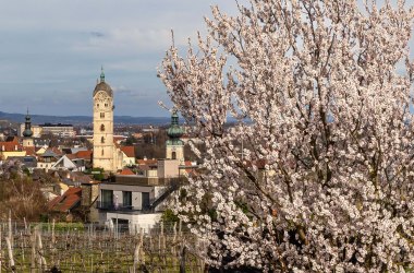 Stein umgeben von der Marillenbl&uuml;te im Fr&uuml;hling, &copy; Klaus Brenner