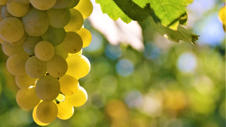 Weintrauben, &copy; Kurt Streibel