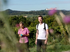 Between the vineyards, &copy; Wachau-Nibelungengau-Kremstal
