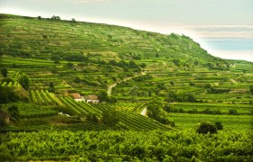 Wine terraces near Rohrendorf im Krems Valley ("Kremstal" in German), &copy; Kremstal