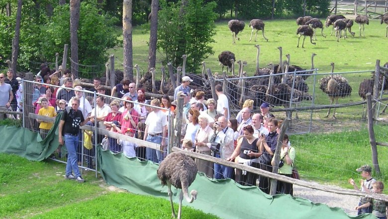 Visitors watch ostriches in an enclosure in Ostrichland G&auml;rtner.