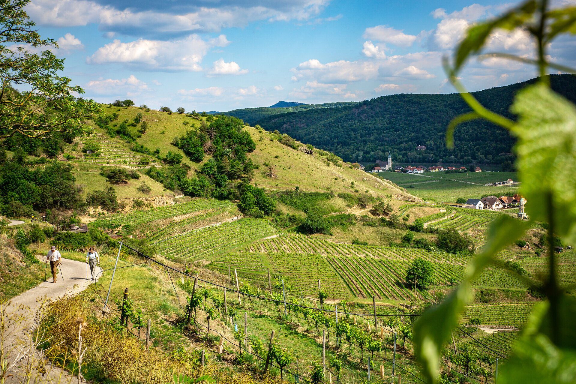 Terrassierte Weinberge in der Wachau mit bewaldeten Hügeln und einer Ortschaft im Hintergrund.