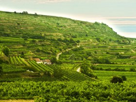Wine terraces near Rohrendorf im Krems Valley ("Kremstal" in German), &copy; Weinstrasse Kremstal