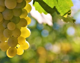 Wein, © Stadtmarketing Krems