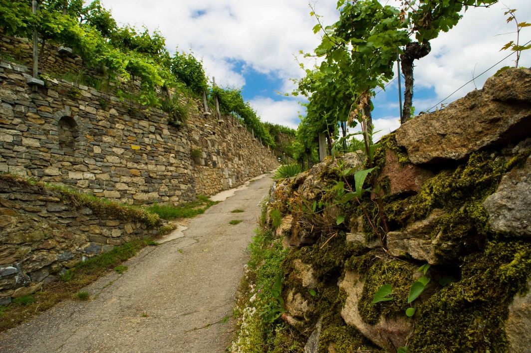 Steinterrassen in der Wachau