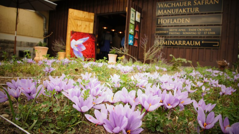 Wachau saffron in the farm store at D&uuml;rnstein station, &copy; Wachauer Safran/Bernhard Kaar