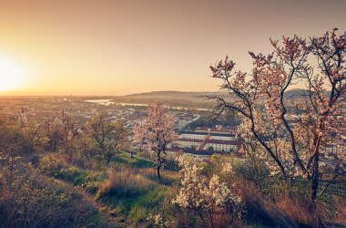 Marillenbl&uuml;te - Krems Wachau, &copy; Nieder&ouml;sterreich Werbung/ Andreas Hofer