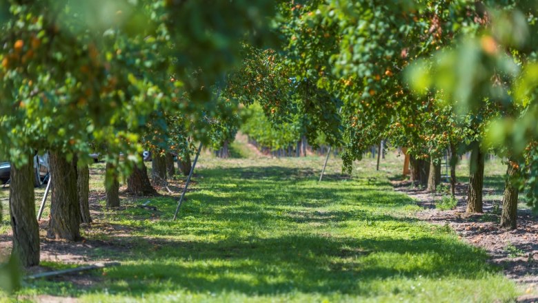Apricot garden, &copy; Philipp Monihart