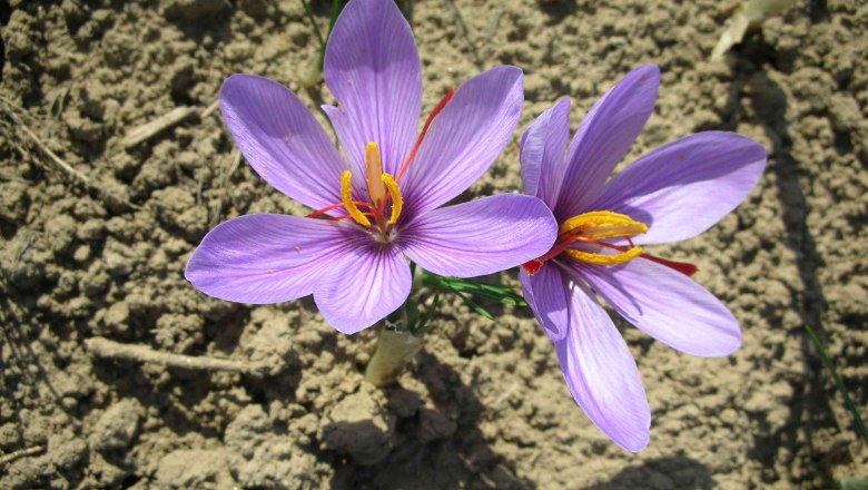 Two purple crocus flowers on dry earth.