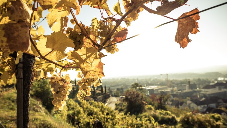 Im Weingarten, &copy; Ideenladen Krems