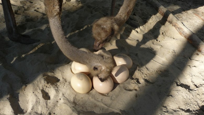 Two ostriches inspect a group of eggs in the sand.