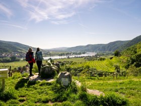 Emerald lizard, &copy; Wachau-Nibelungengau-Kremstal