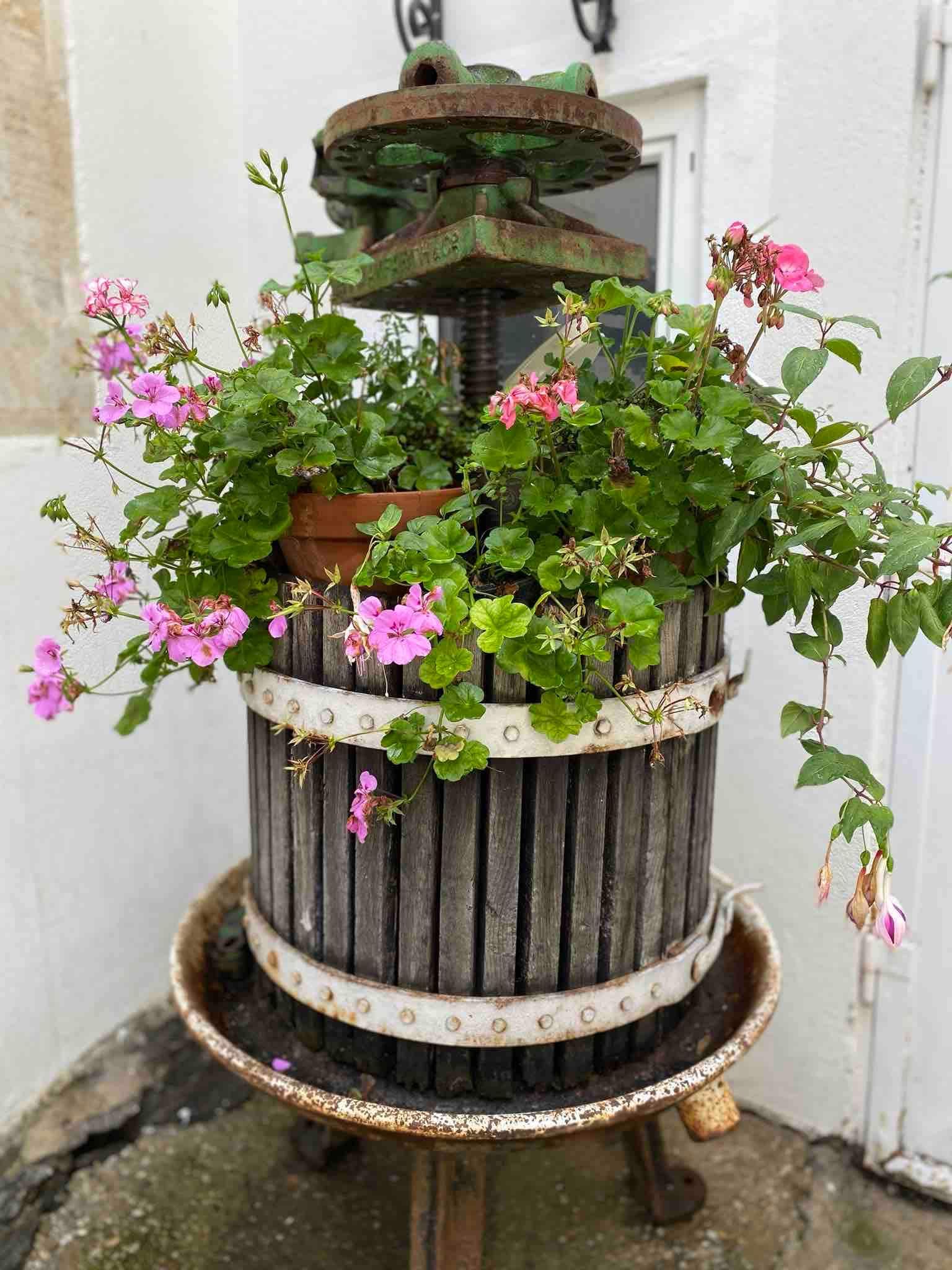 Alte Weinpresse mit blühenden rosa Geranien dekoriert.