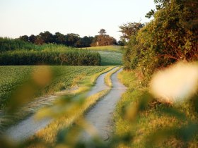 On idyllic paths near W&uuml;rmla, &copy; weinfranz.at